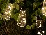 Garden solar garland TRACER 100 LED 10 bulbs