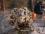 Backpack 16" Tracer Evo Camo 25L