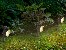TRACER Garden solar lamp SM3